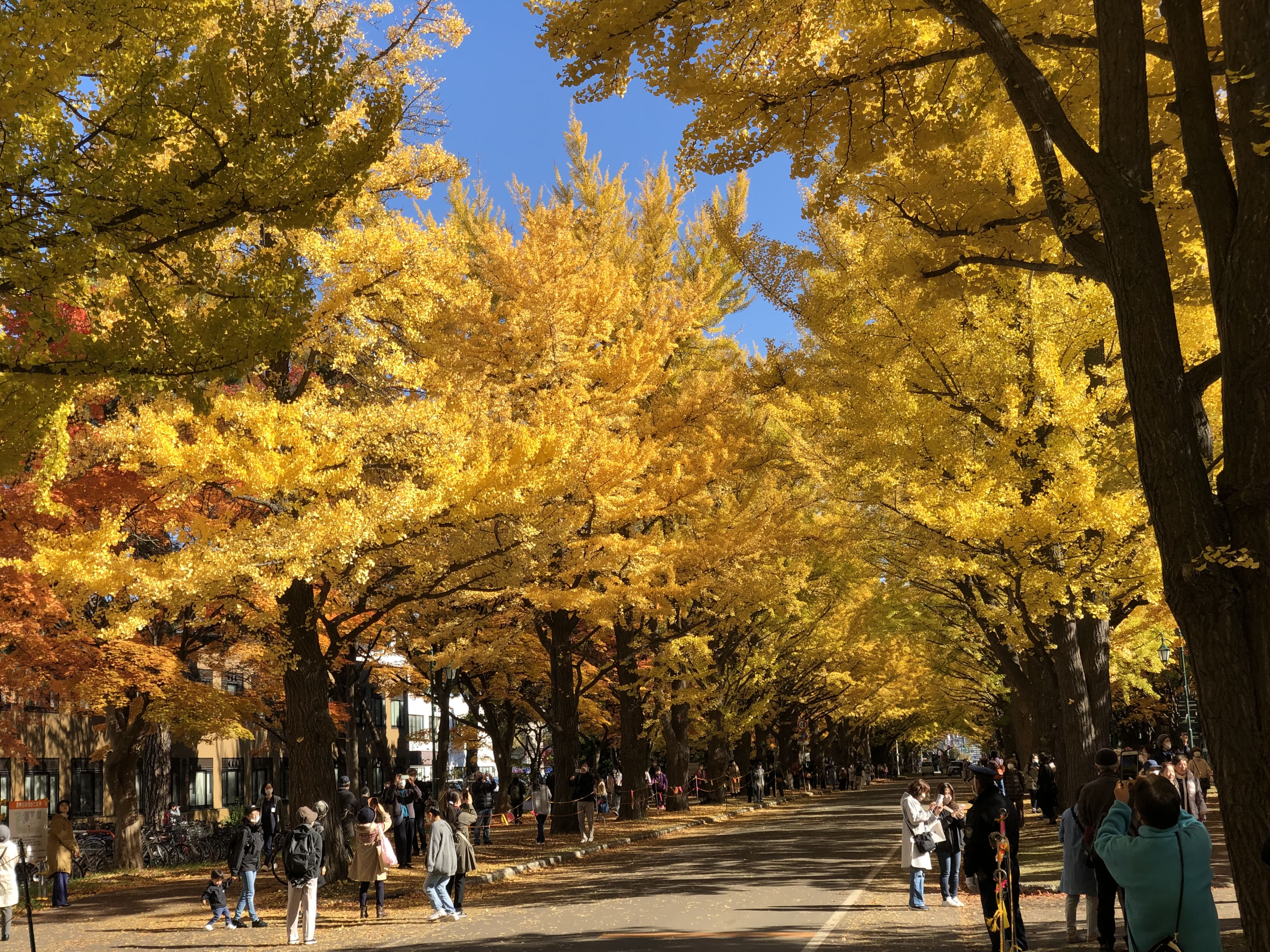 北海道大学内 イチョウ並木