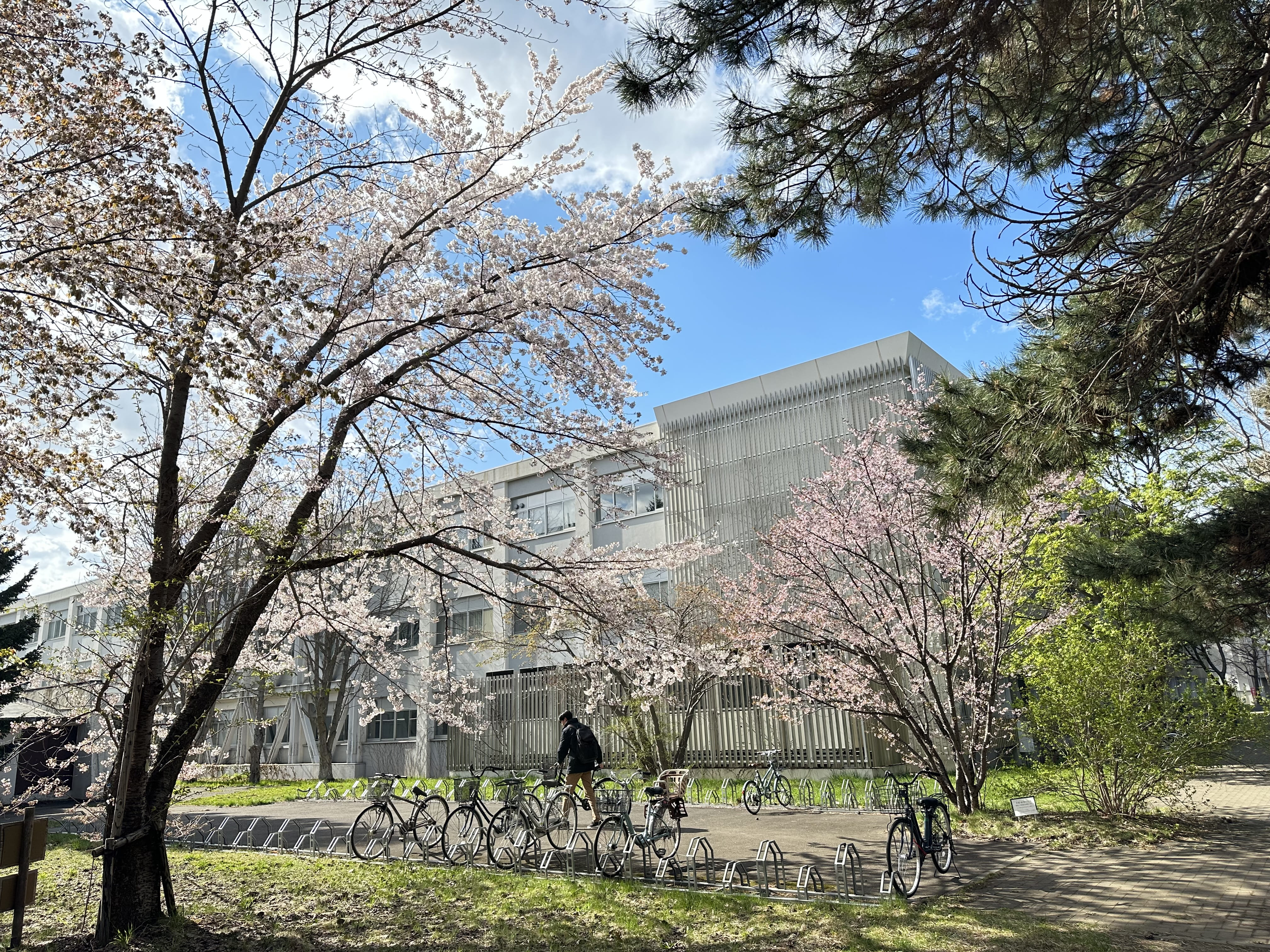北海道大学内 桜の木