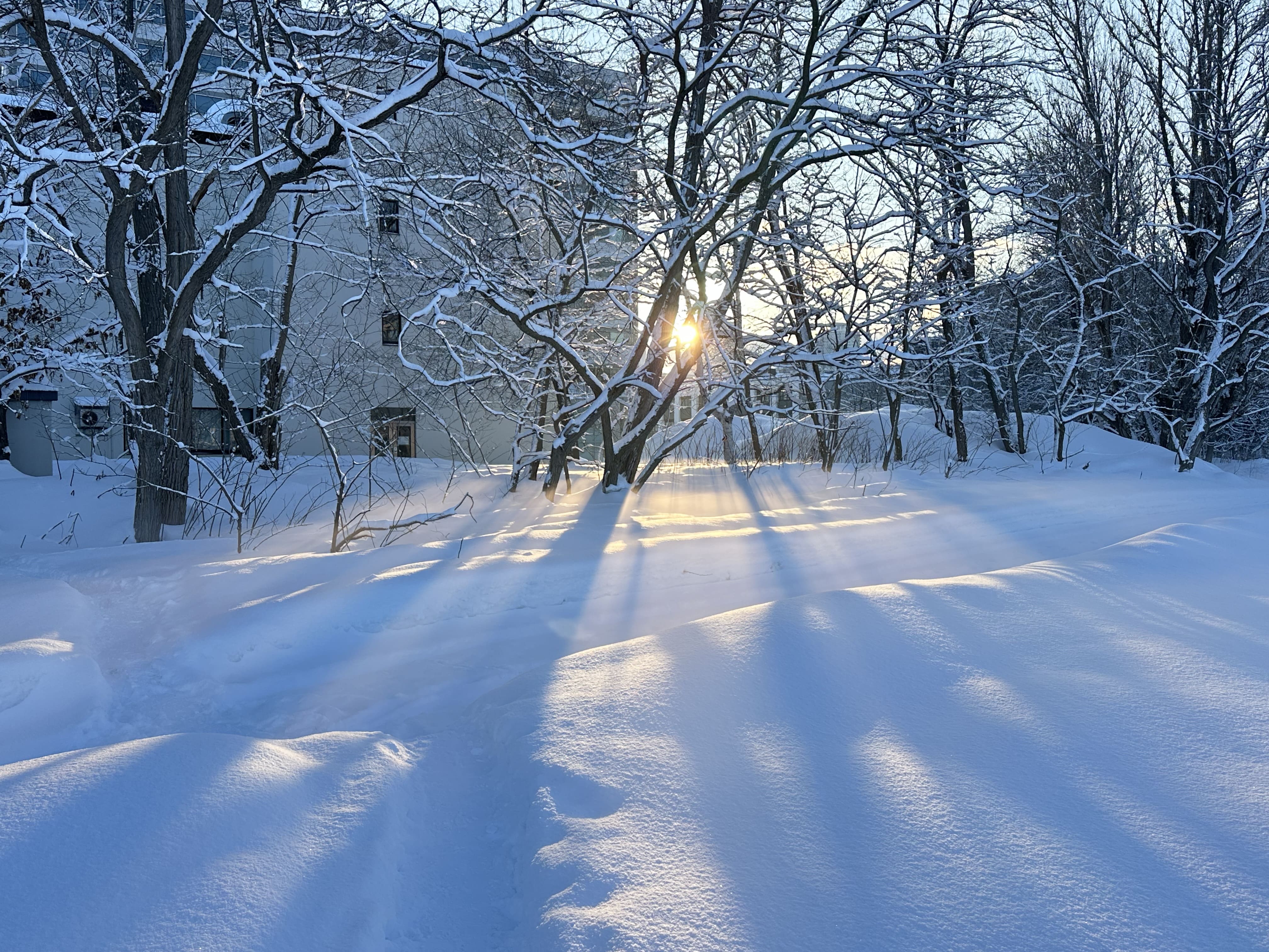 北海道大学内 雪景色